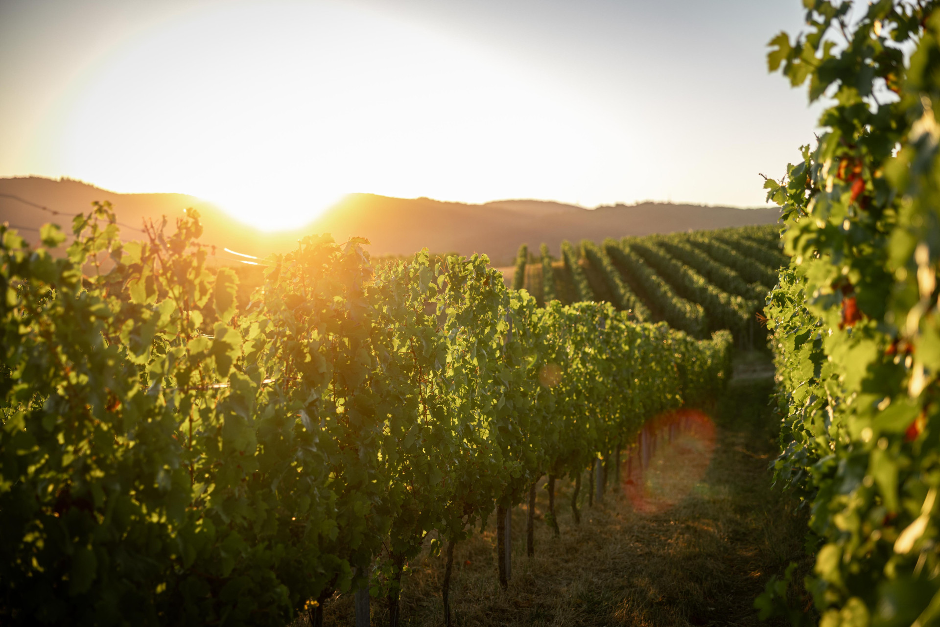 Weinreben