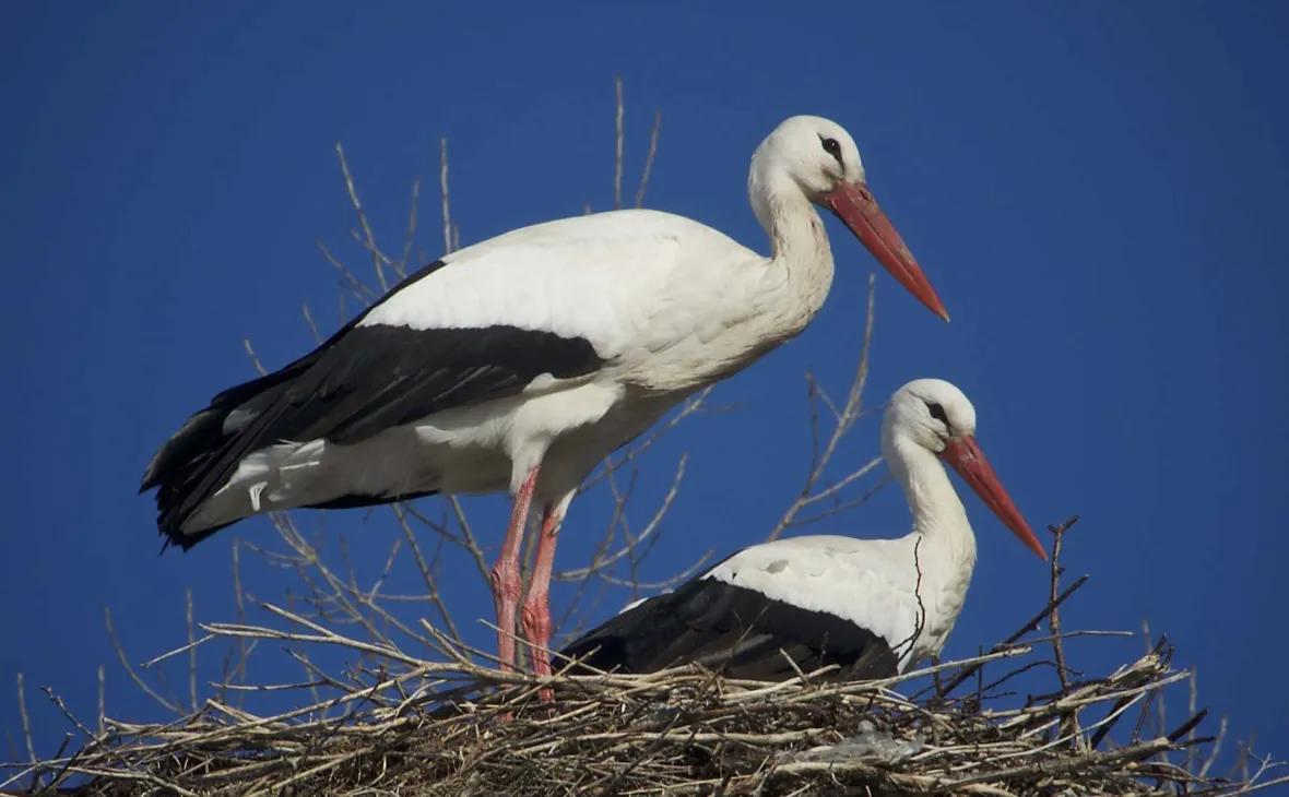 Störche im Nest